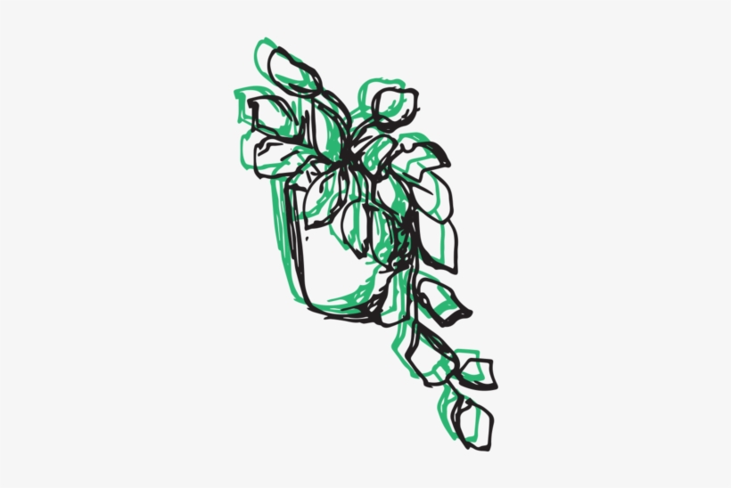 Devils Ivy, transparent png