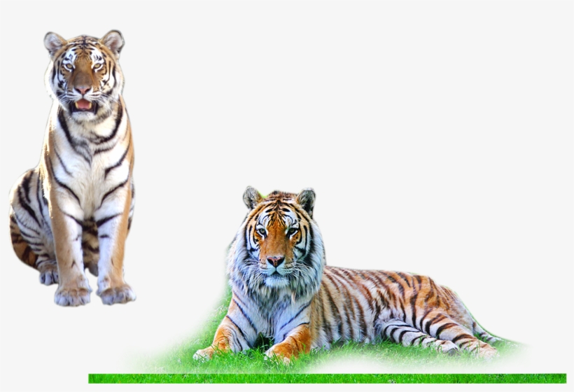 Tiger - Background Png For Photo Shop, transparent png