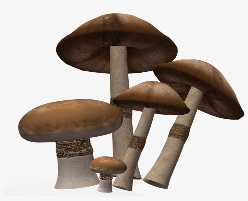 Mushroom Png Image Background - Clip Art, transparent png