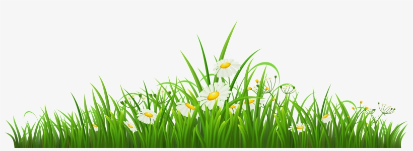 Camomile Clipart Png Format - Chamomile Png, transparent png