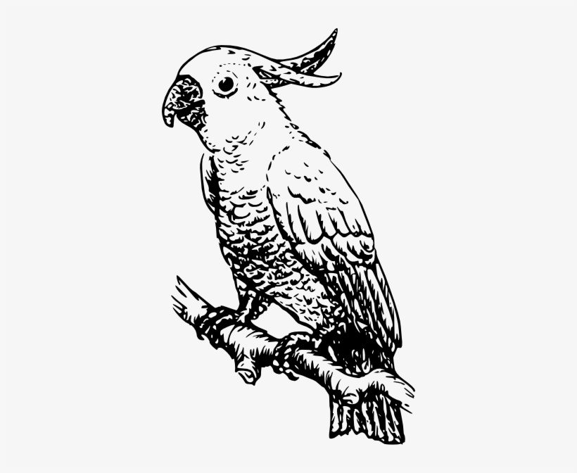 Original Png Clip Art File Parrot Svg Images Downloading, transparent png