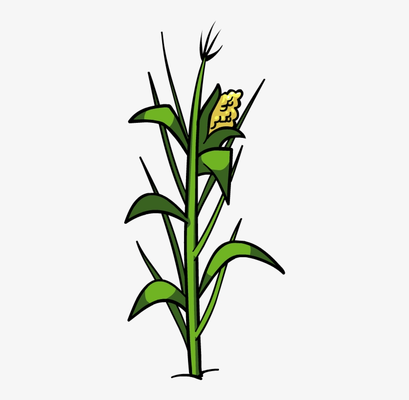 Plant Clipart Corn Corn Plant Png 430x720 PNG Download PNGkit