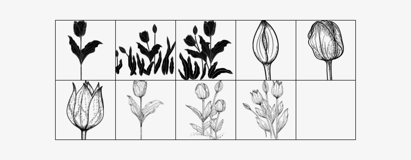Screenshort - Photoshop Tulip Brush, transparent png