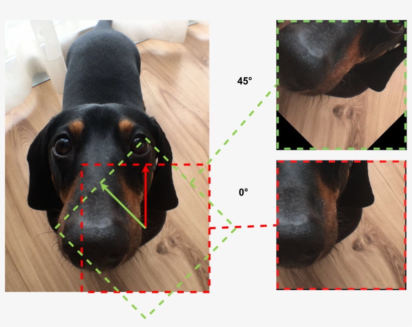 1600px Gst Ptzr Bartok Rotate Limit - Dachshund, transparent png