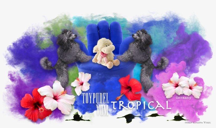 Links Für Bannertausch - Toy Poodle, transparent png