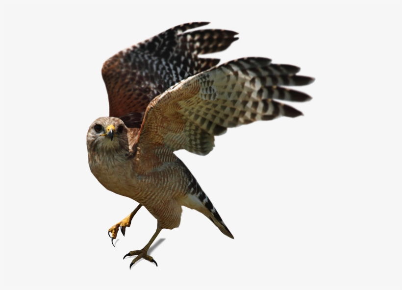 Vector Transparent Download Osprey Drawing Cooper's - Native Birds To Central Valley California, transparent png