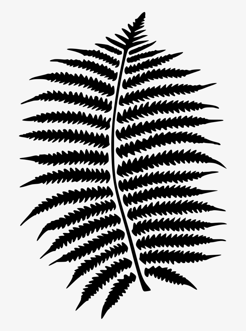 Fern Clipart Kind Plant - Fern Png, transparent png