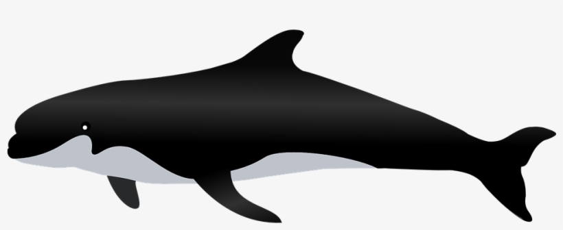 Dolphin, transparent png