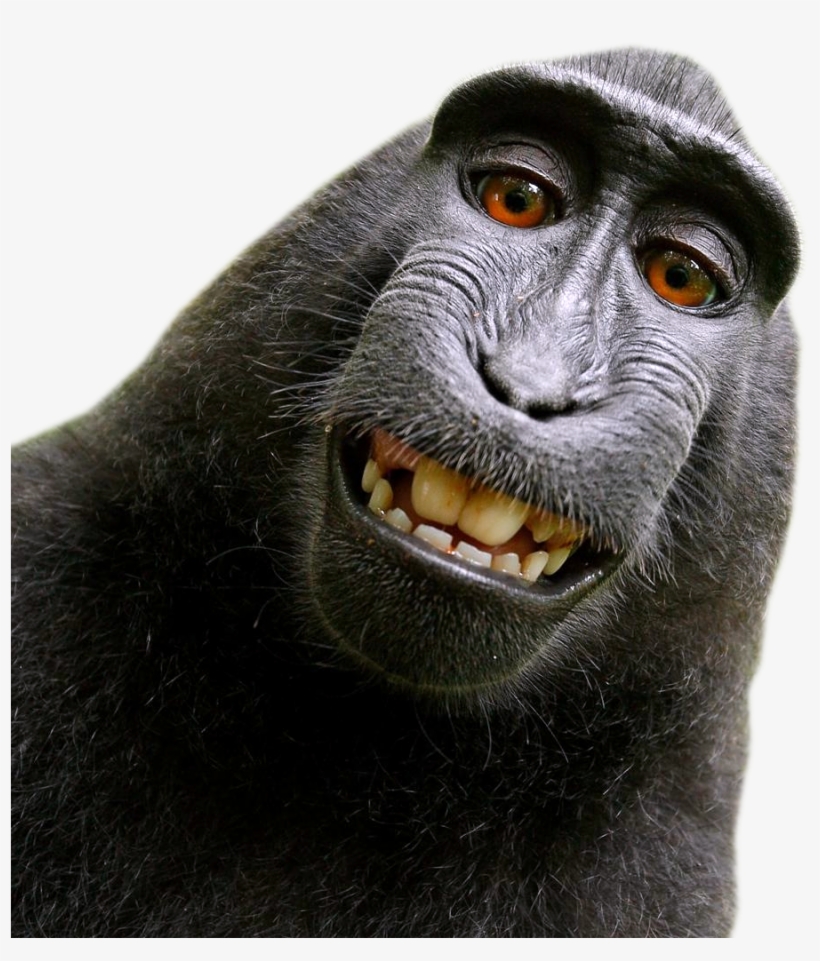 David Slater Monkey, transparent png