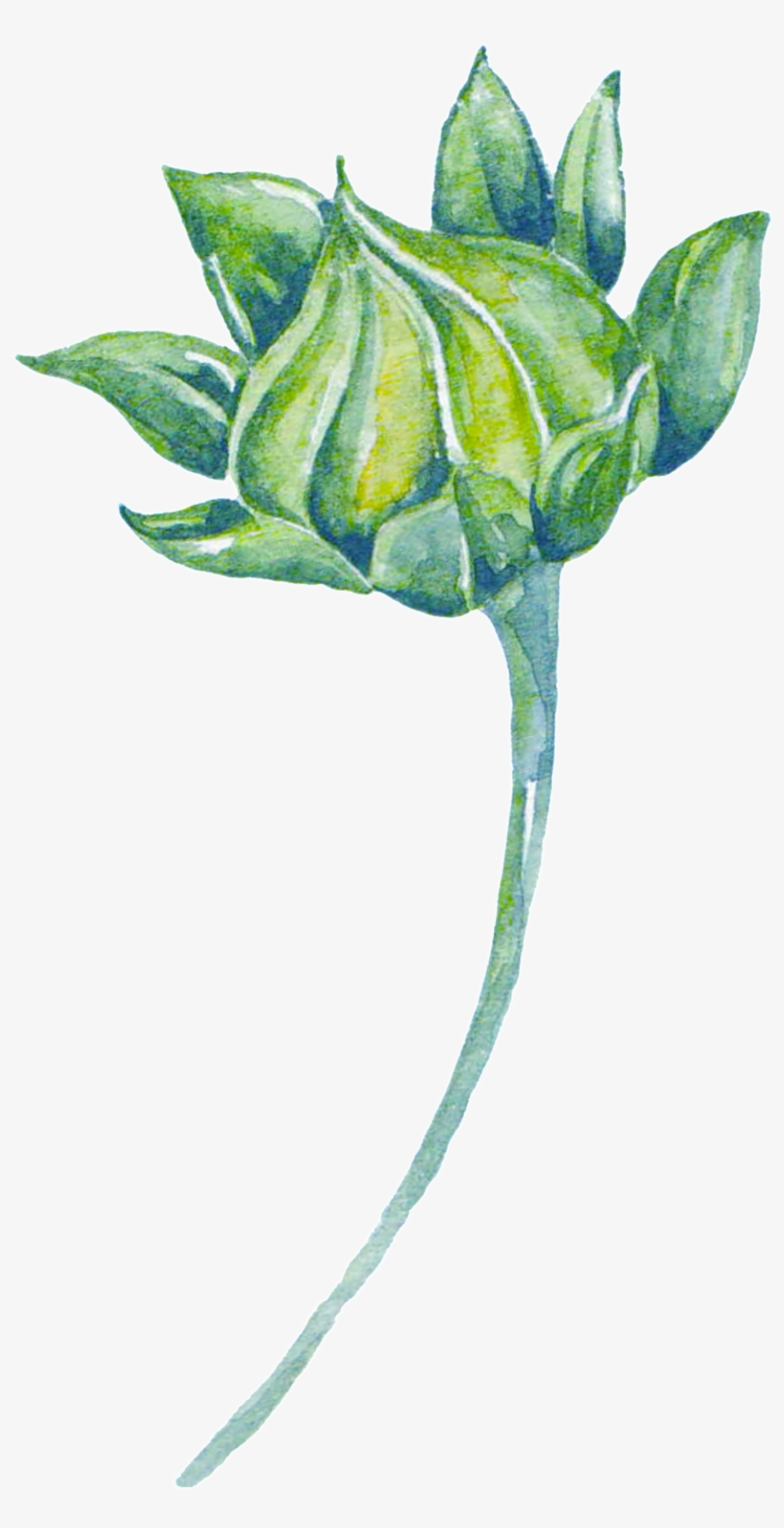 Green Watercolor Plant Cartoon Transparent - Watercolor Painting, transparent png