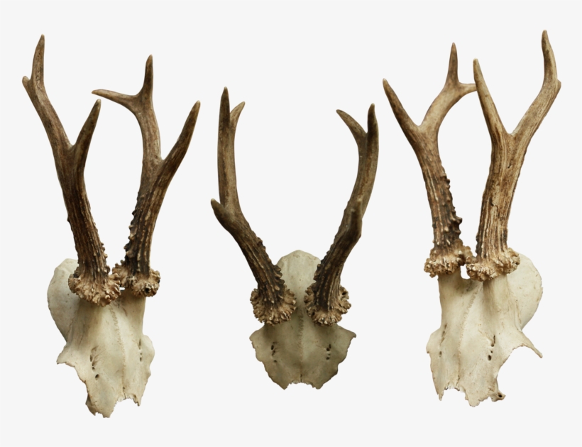 Bone-012 - Bones Png, transparent png