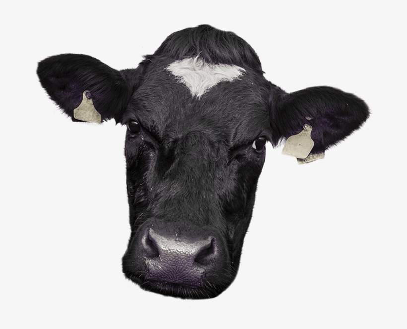 Cow Face Png - Cow Face Photo Png, transparent png
