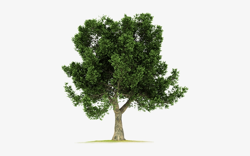 Corkoak-big - Big Tree Png Hd, transparent png