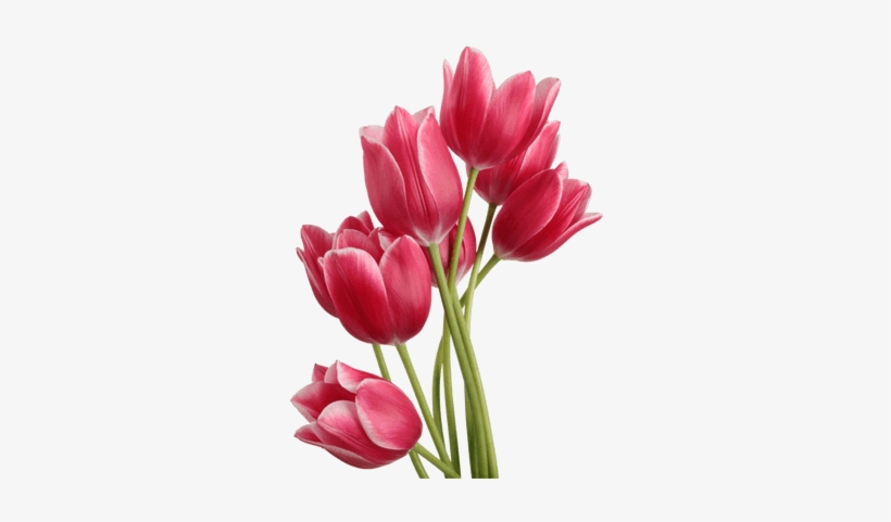 Tulip Png, transparent png