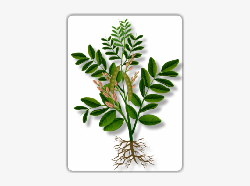 Pea Plant - Green Pea, transparent png