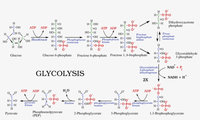 File - - Glycolysis Pathway, transparent png