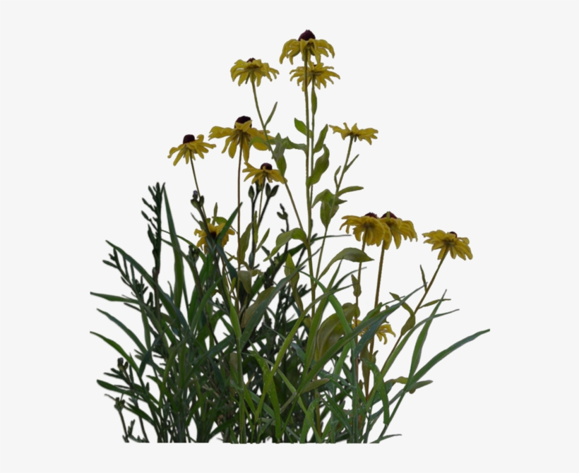 Pond Png, transparent png