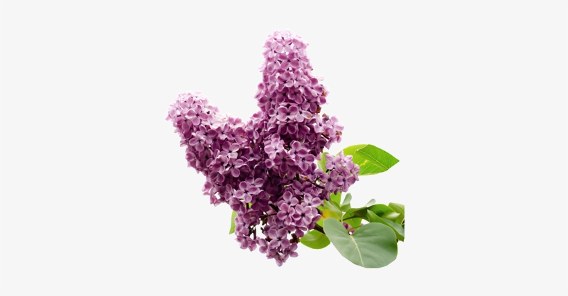 Clove Bud - Discworld 25 May, transparent png
