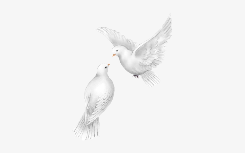 Penny Parker - Palomas Blancas De Boda Png, transparent png