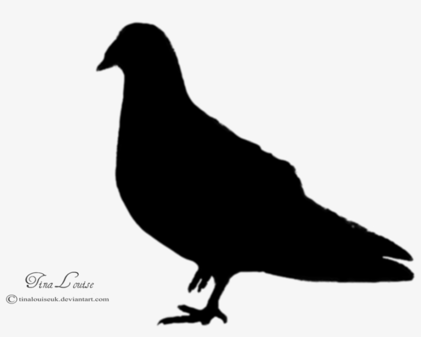 Go To Image - Pigeons And Doves, transparent png