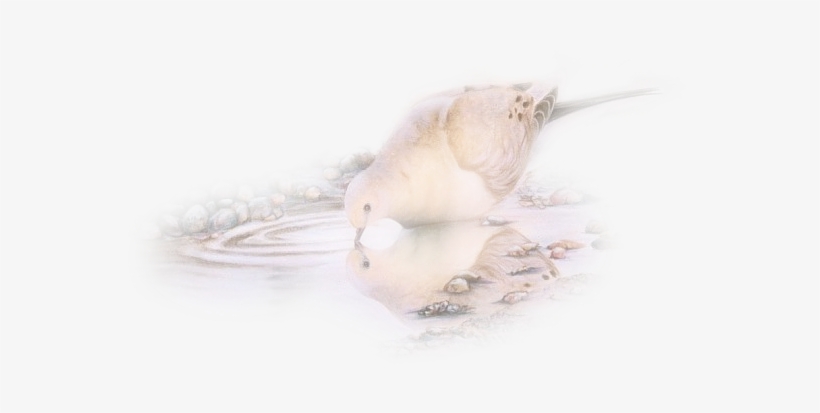 Pigeons - Sanderling, transparent png