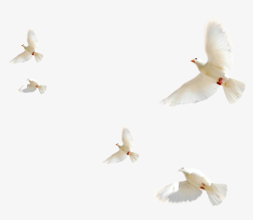 Thumb Image - Стая Белых Голубей Png, transparent png