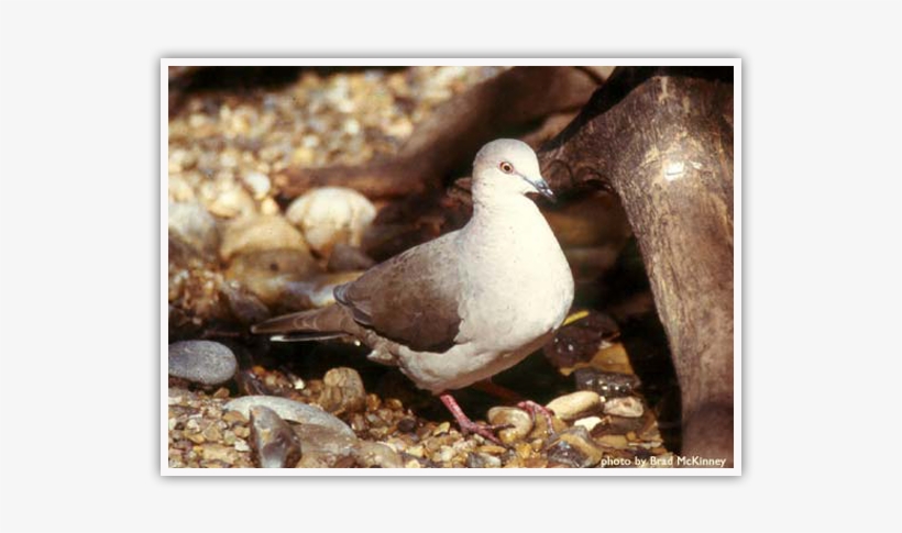 White-tipped Dove - European Herring Gull, transparent png