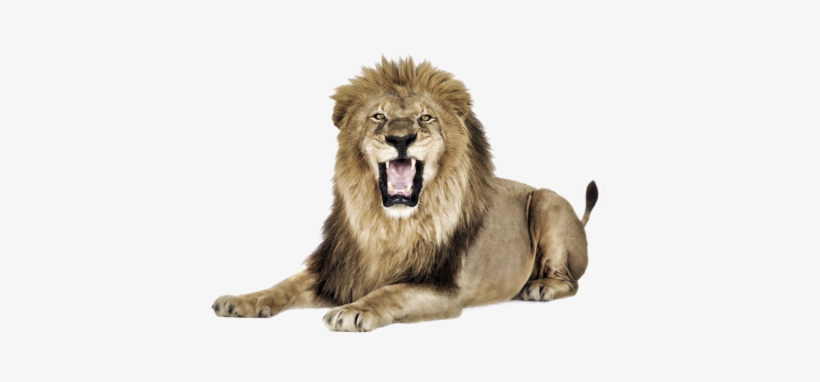 Lion Png - Lion Open Mouth Png, transparent png
