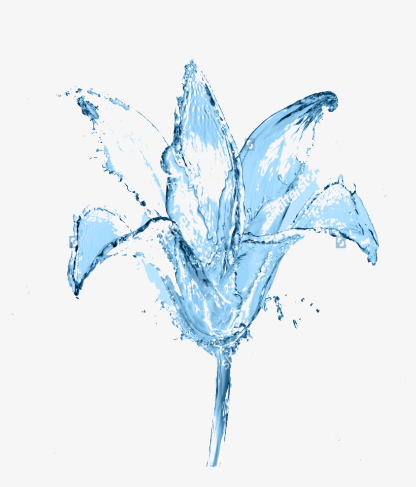 0 Picture, Flower In The Water - Water, transparent png