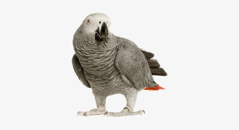 Clip Free Download Greys Free Online Puzzle Games On - African Grey Parrot Transparent, transparent png