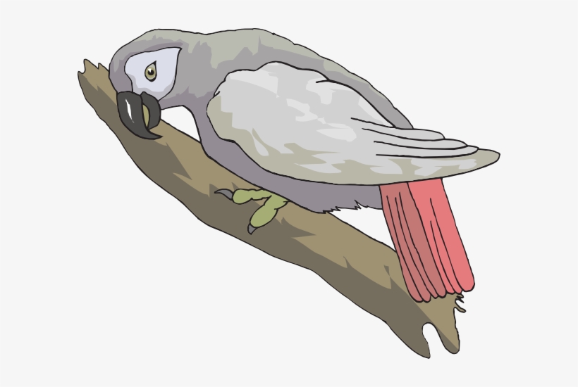 How To Set Use African Grey Parrot Clipart, transparent png