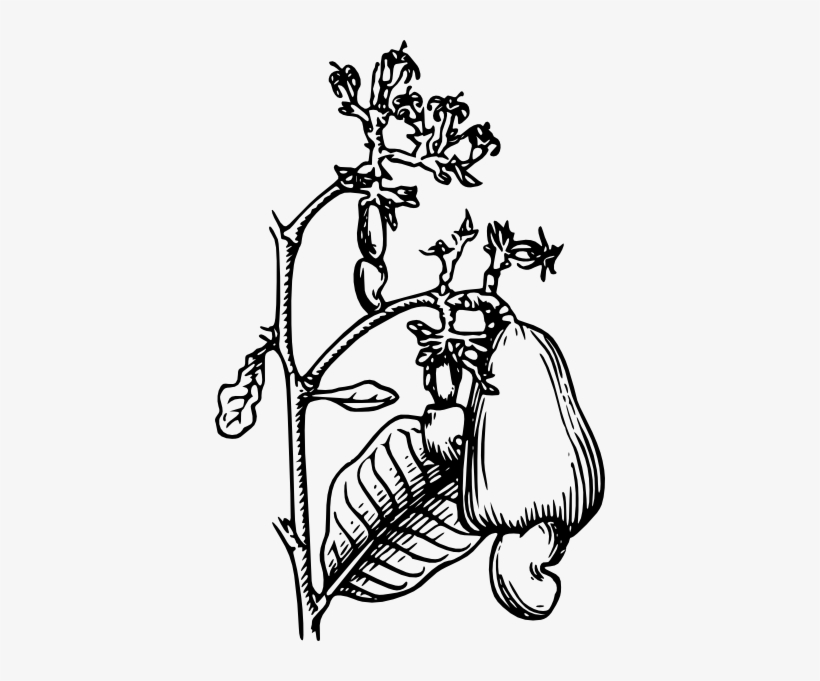 Cashew Clip Art - Cashew Tree Clipart, transparent png