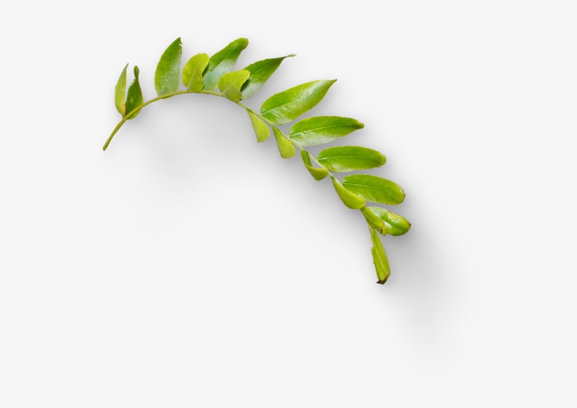 7 2 Leaves Png Hd - Grass, transparent png