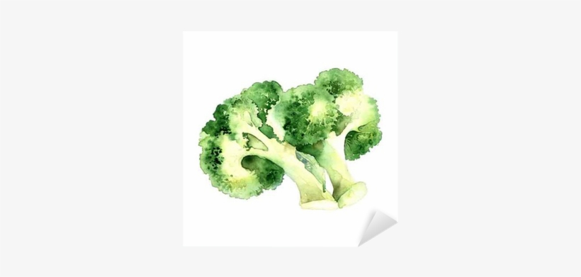 Broccoli, transparent png