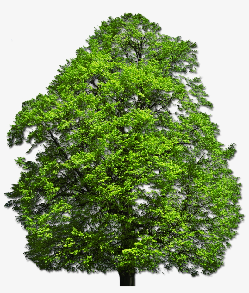 Png Vector Top - Top Tree Png Free, transparent png