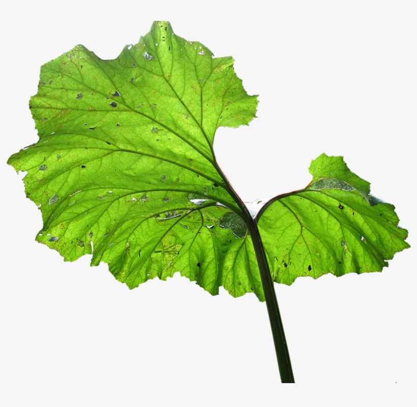 Leaf, Plant, Backlighting, Big Leaf - Drawing, transparent png