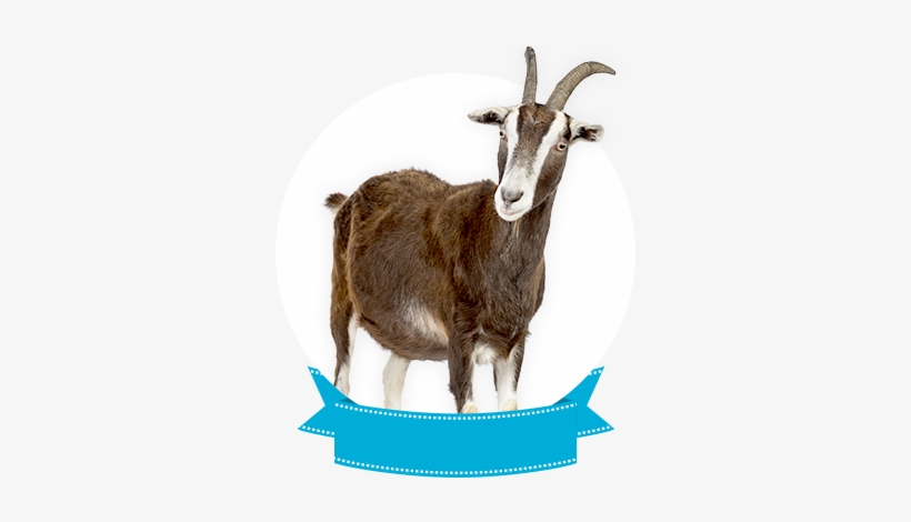 Toggengurg - Zippo Lighter: Goat - Street Chrome, transparent png