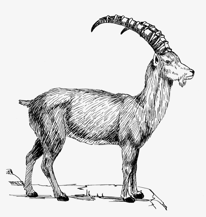 Goat 1 Mountain Goat Clipart Black And White 3001x3059 Png Download Pngkit