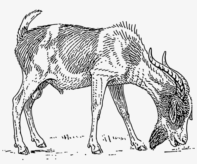Bearded Goat Clipart Png, transparent png