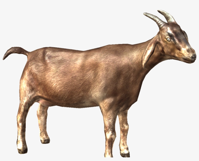 Goat Png Images - Alpne Goat, transparent png