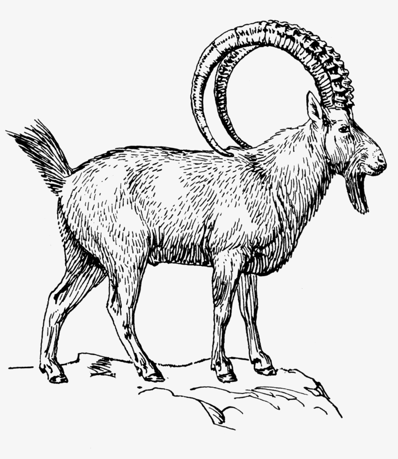 Goat 2 - Ibex Clipart, transparent png