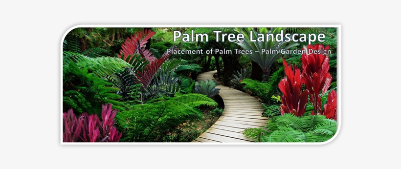 Placement Of Palms Banner - Plants To Go With Palm Trees, transparent png
