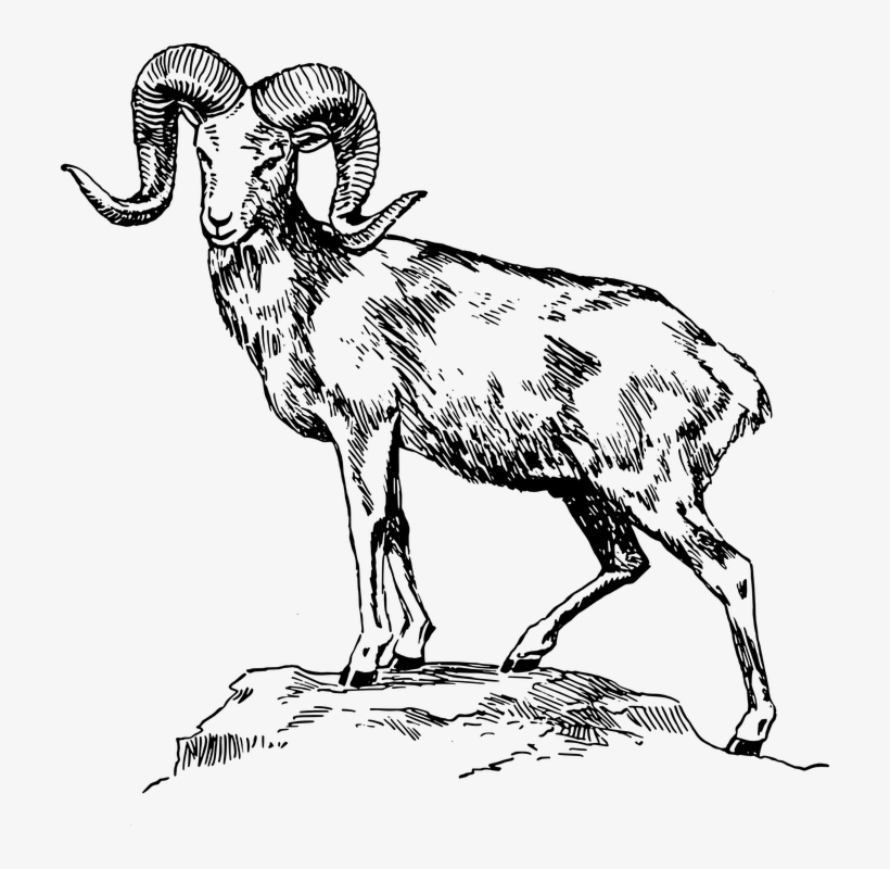 28 Collection Of Mountain Goat Drawing - Mountain Goat Clipart Black And White, transparent png