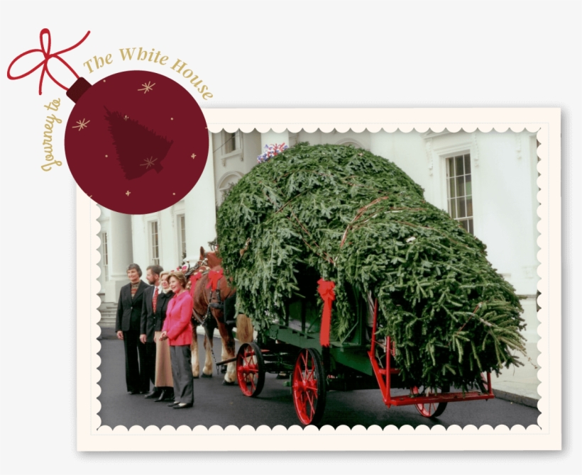 Journeytothewhitehouse - Fraser Fir Christmas Trees, transparent png