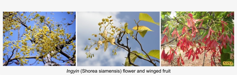 One Difference Between Sri Lanka And Myanmar Is That - Photo Caption, transparent png