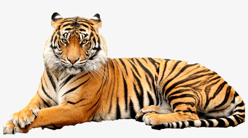 Bengal Tiger Transparent Background - Point Defiance Zoo & Aquarium, transparent png