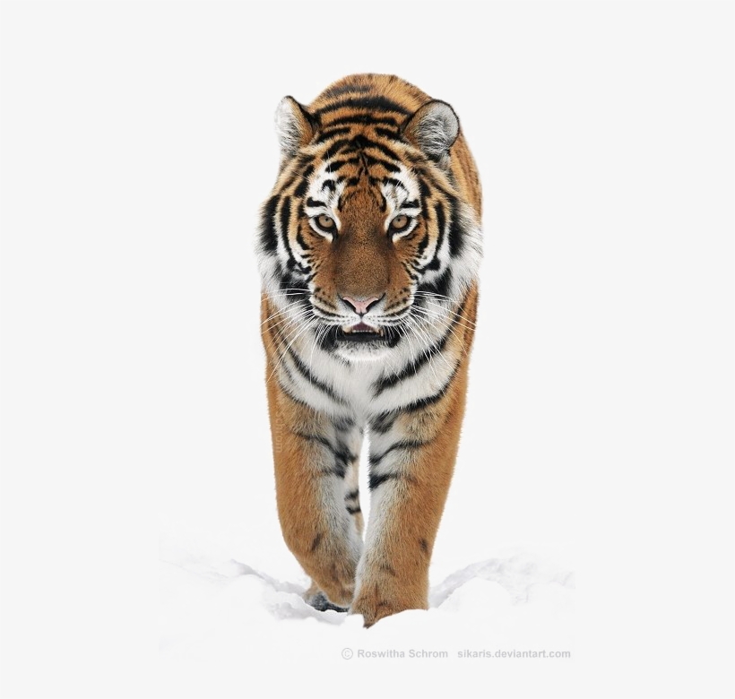 Siberian Tiger Png Transparent Image - Tiger Png, transparent png