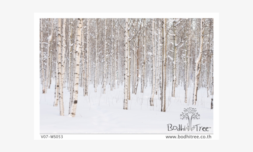 Snow Tress Scenery Wallpaper Or Fabric & Blinds - Winter, transparent png