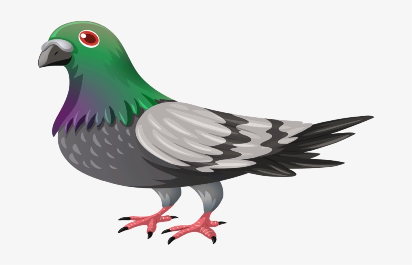 Yükle Pigeon Png Transparent Png Image (transparent - Pigeon Clipart Transparent Background, transparent png