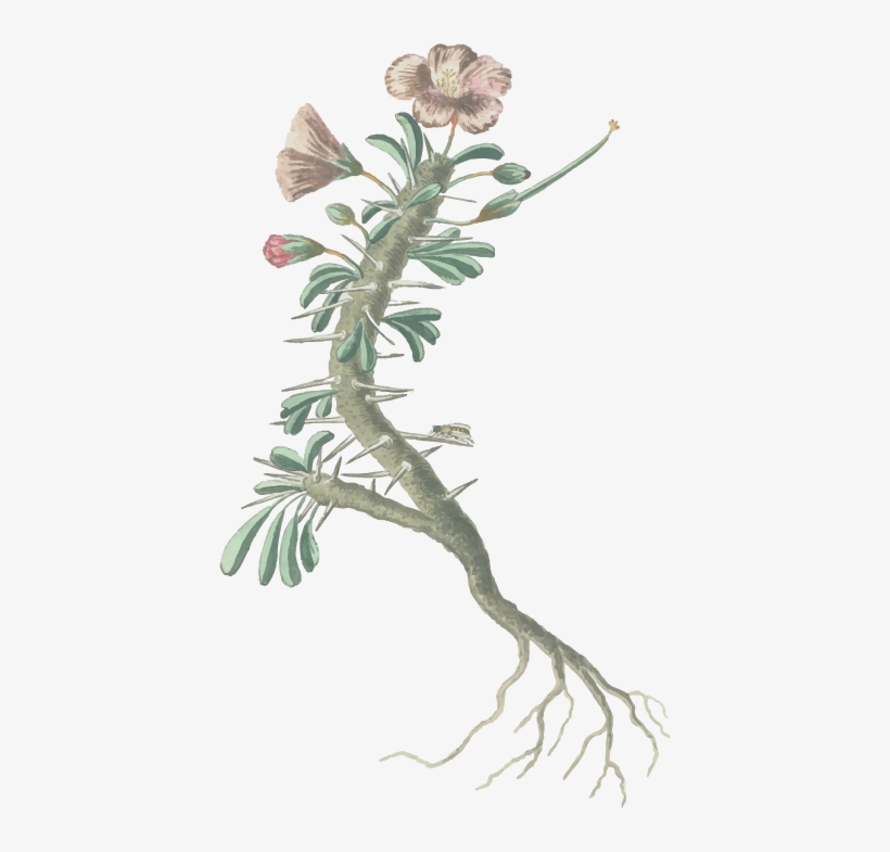 9am 9pm Sat - Geranium Spinosum, Met Wortels, Een Torretje En Een, transparent png